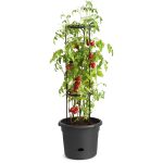 Tomatentopf mit Wasserreservoir