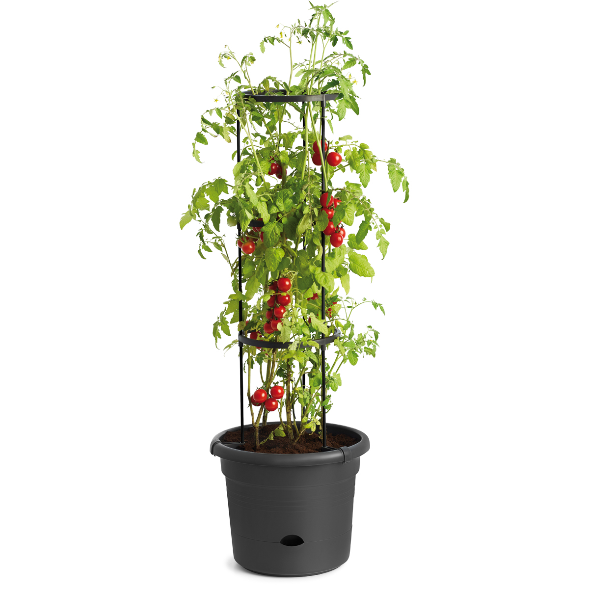 110470_1.jpg Tomatentopf mit Wasserreservoir – Bild 1