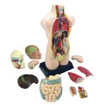 Großer Anatomie-Torso, 11-teilig