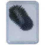 Eisenpulver-Box für sichtbare Magnetfelder – Bild 3
