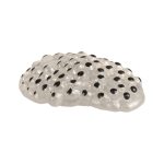 Lebenszyklen Frosch – Bild 2