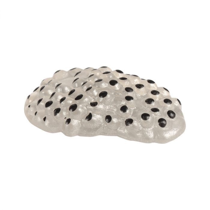 Lebenszyklen Frosch – Bild 2