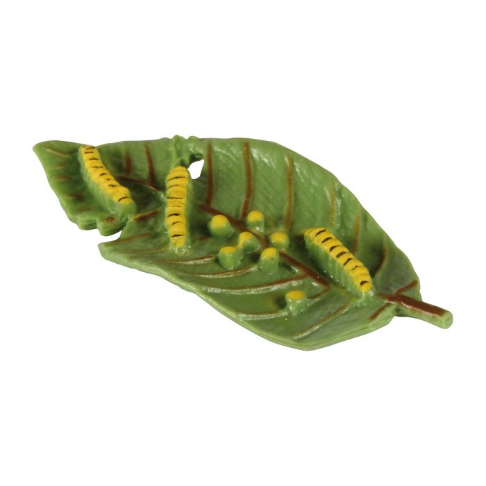 Lebenszyklen Schmetterling – Bild 2