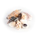 Echte Muscheln im Organzabeutel
