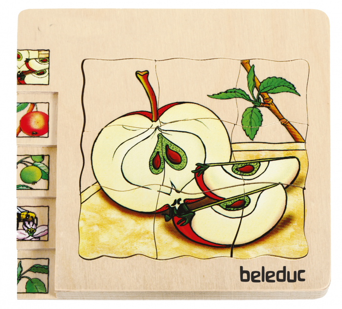 beleduc Lagen-Puzzle „Apfel“ – Entwicklung der Frucht – Bild 2
