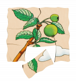 beleduc Lagen-Puzzle „Apfel“ – Entwicklung der Frucht – Bild 4