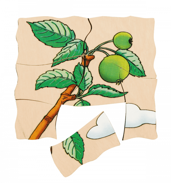 beleduc Lagen-Puzzle „Apfel“ – Entwicklung der Frucht – Bild 4