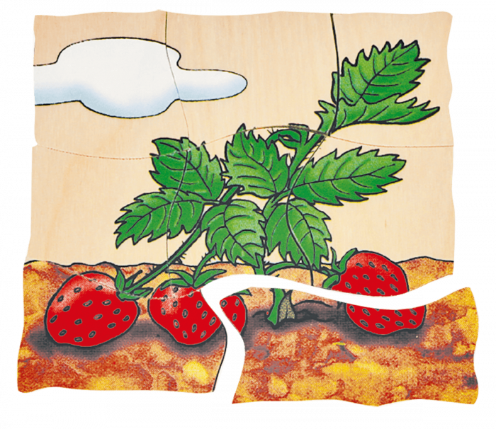 beleduc Lagen-Puzzle „Erdbeere“ – Entwicklung der Frucht – Bild 5
