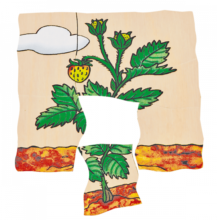 beleduc Lagen-Puzzle „Erdbeere“ – Entwicklung der Frucht – Bild 4