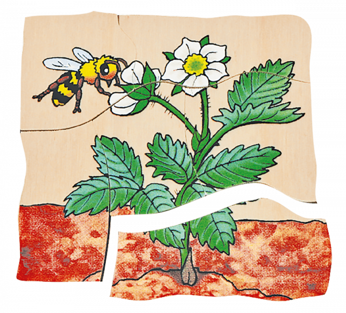 beleduc Lagen-Puzzle „Erdbeere“ – Entwicklung der Frucht – Bild 3
