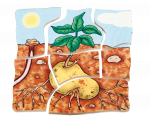beleduc Lagen-Puzzle Kartoffel – Bild 4