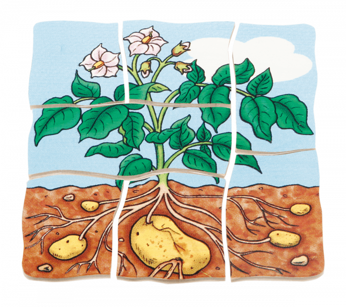 beleduc Lagen-Puzzle Kartoffel – Bild 3