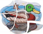 beleduc Lagen-Puzzle „Ente“ – Entwicklung in 4 Lagen – Bild 2