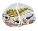 beleduc Lagen-Puzzle „Frosch“ – Entwicklung in 4 Lagen – Bild 5
